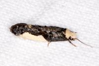 Monopis monachella