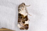 Acontia lucida