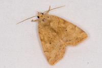 Cosmia trapezina