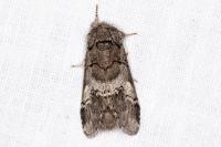 Drymonia querna