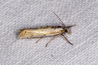 Crambus pascuella