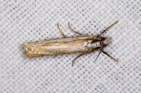 Crambus pascuella
