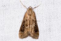 Parapoynx stratiotata