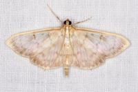 Patania ruralis