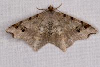 Macaria alternata