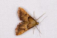Endotricha flammealis