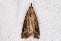 Schrankia costaestrigalis