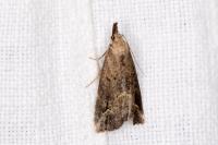 Schrankia costaestrigalis