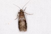 Phycita roborella