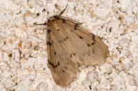 Paidia rica