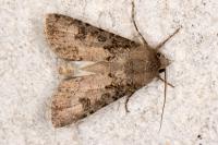 Agrotis segetum