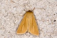 Mythimna pallens