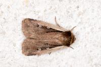 Ochropleura plecta