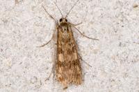 Nomophila noctuella