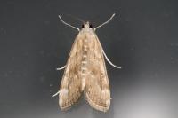 Parapoynx stratiotata