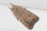 Caradrina clavipalpis