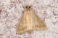 Ostrinia nubilalis