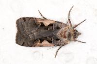 Xestia c-nigrum