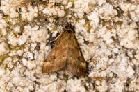 Pyrausta despicata