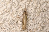 Ancylolomia tentaculella