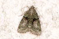 Cryphia algae