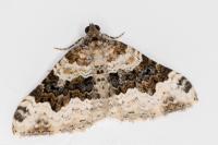Epirrhoe galiata