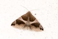 Dysgonia algira