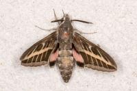 Hyles livornica