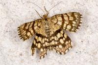 Chiasmia clathrata