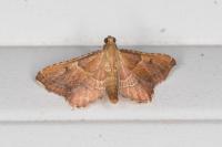 Endotricha flammealis