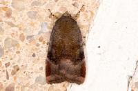 Noctua janthe/janthina
