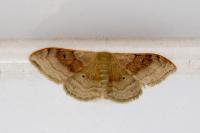 Idaea degeneraria
