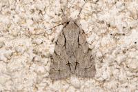 Acronicta
