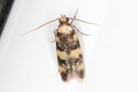 Oegoconia