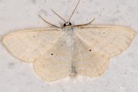 Scopula immutata