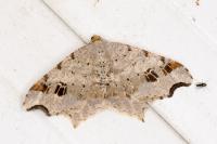 Macaria alternata