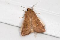 Mythimna albipuncta