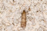 Homoeosoma sinuella