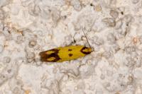Agapeta zoegana