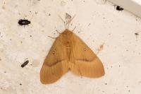 Lasiocampa quercus