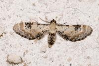 Eupithecia centaureata