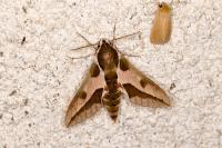 Hyles euphorbiae
