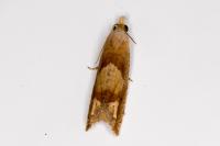 Eucosma conterminana