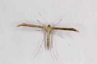 Emmelina monodactyla