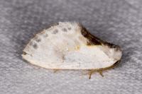 Cilix