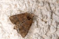 Mesoligia furuncula
