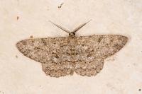 Hypomecis punctinalis