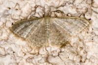 Idaea subsericeata