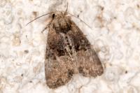 Mesoligia furuncula
