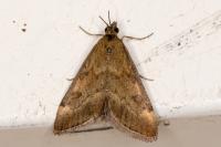 Pyrausta despicata